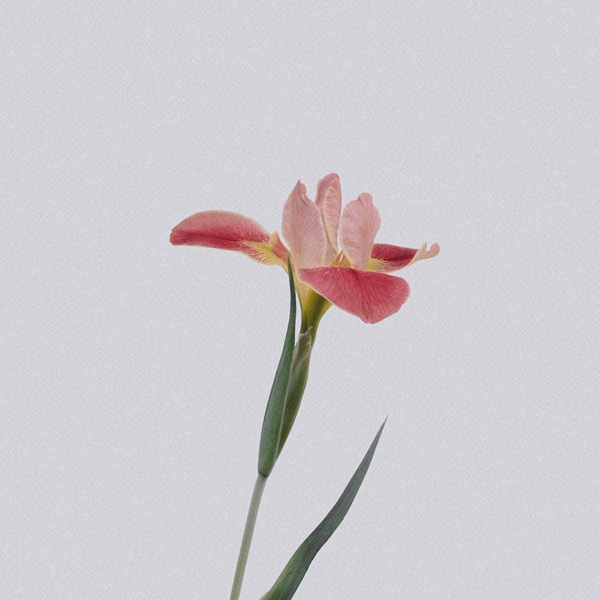 a pink iris flower